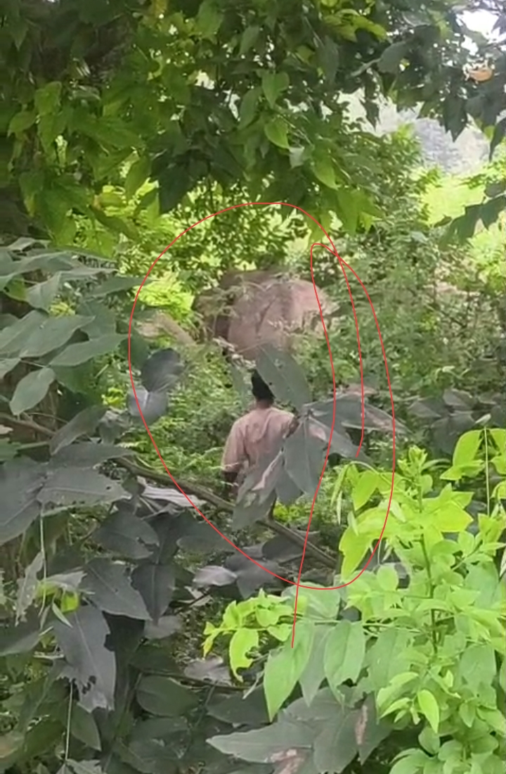 पिरान कलियर और धनौरी रोड क्षेत्र में जंगली जानवरों की दस्तक से जुड़े घटना