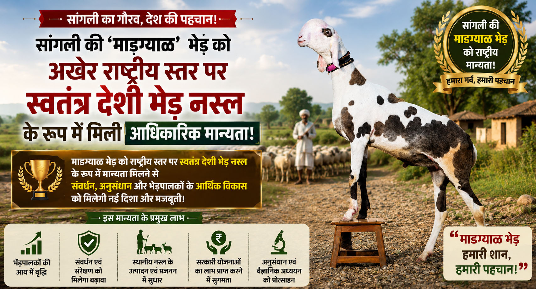सांगली की ‘माडग्याळ’ भेड़ को आखिरकार राष्ट्रीय स्तर पर स्वतंत्र देशी भेड़ की नस्ल के रूप में आधिकारिक मान्यता
